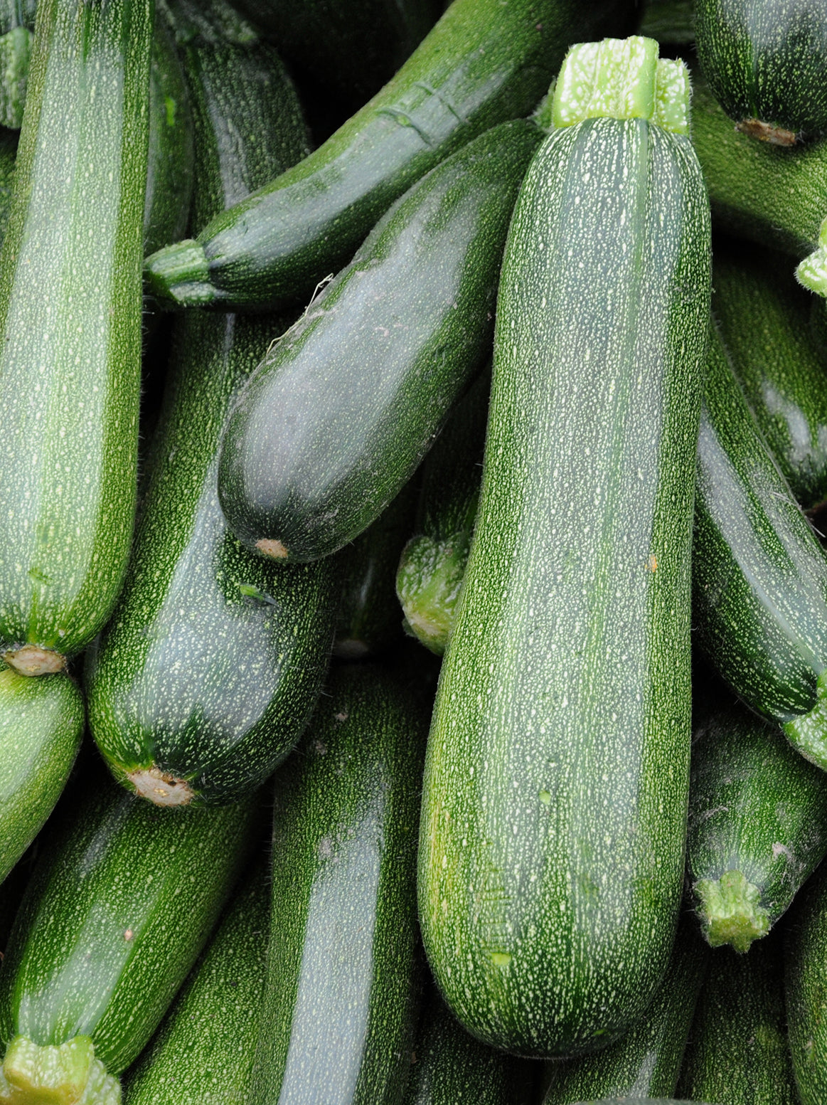 Zucchini Green - 2 Pieces