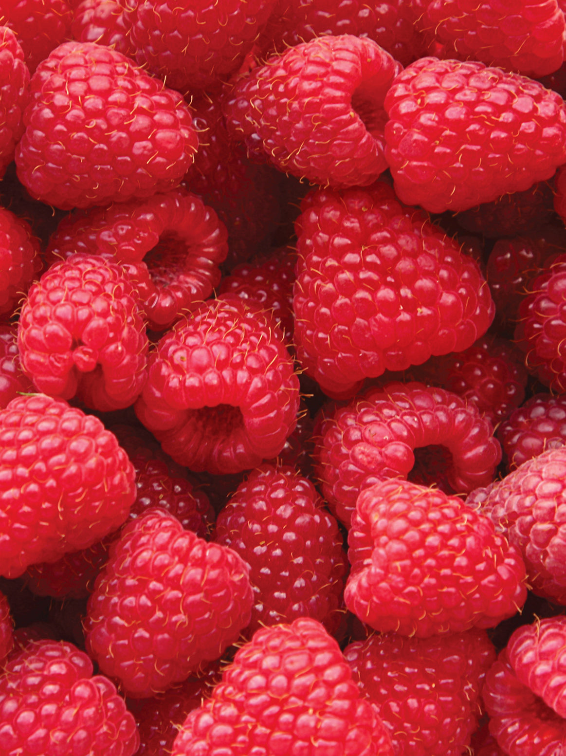 Organic Raspberries- 1/2 pint