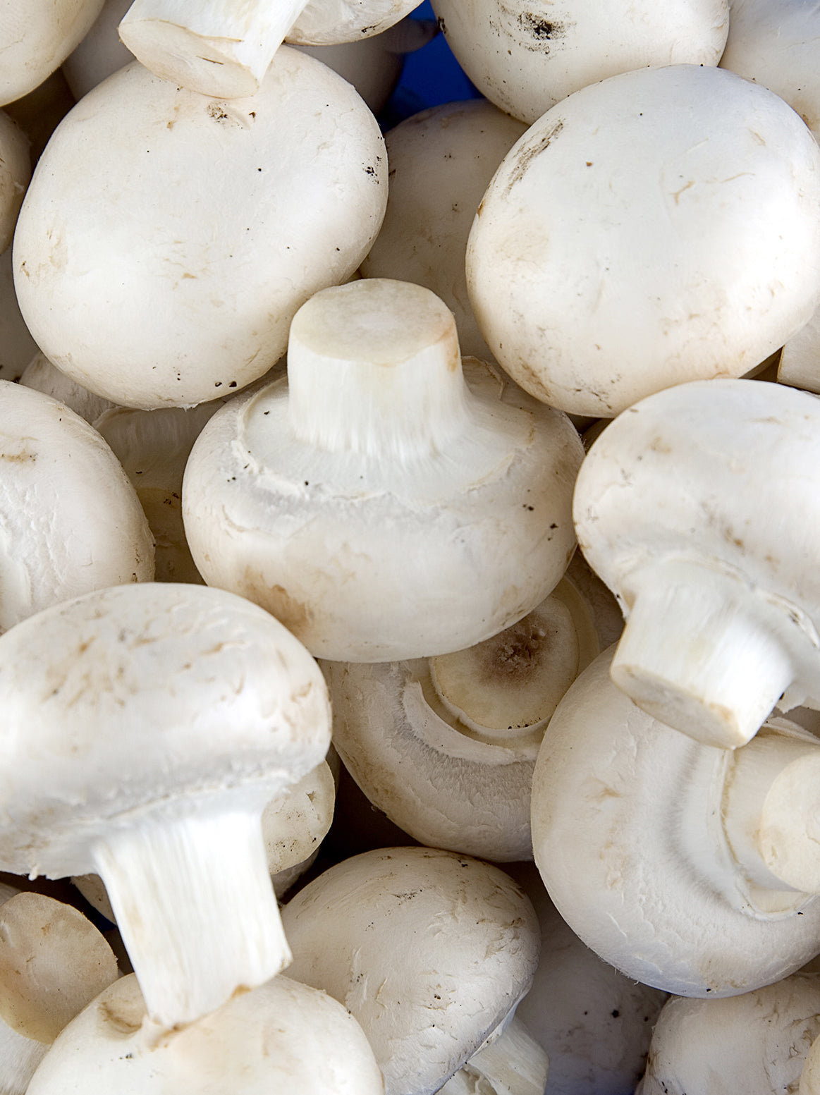 Mushroom white 8oz.